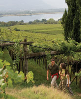 De prachtige wijngaarden van Zuid-Tirol