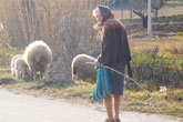Schapenhoedster met haar schapen