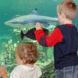 Kinderen bij een van de vele aquariums