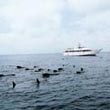 Dolfijnen in het wild een een boot van de Whale Watch